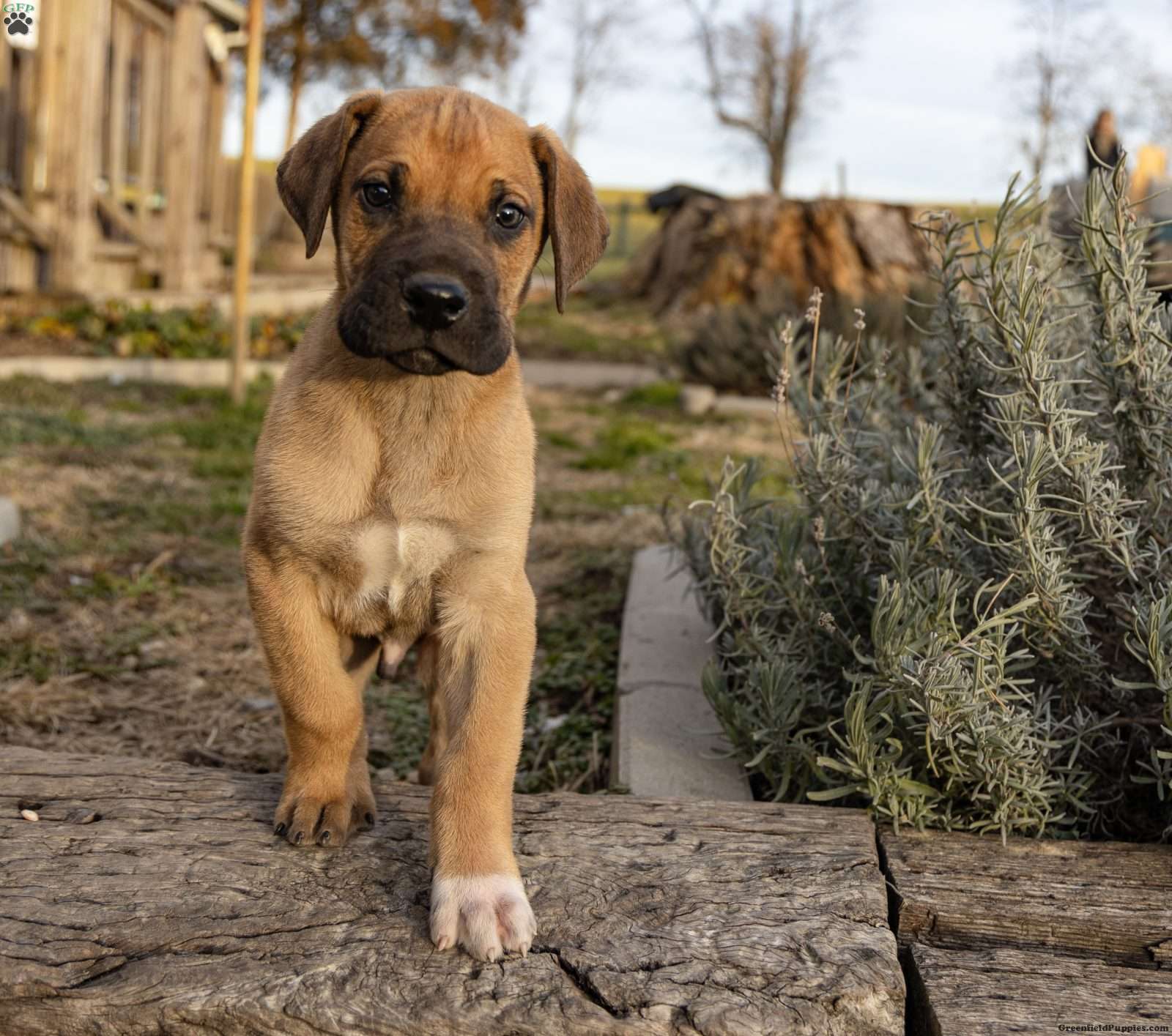 Clifford Great Dane Puppy For Sale in Indiana